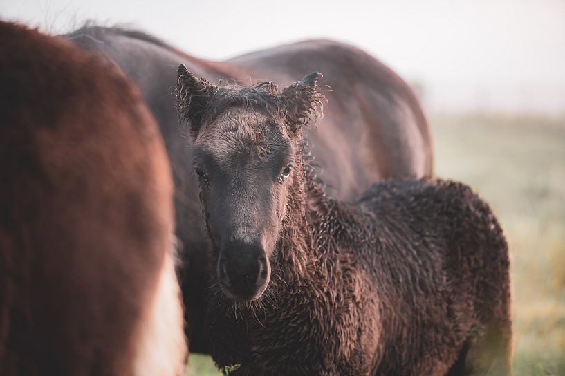 braunes Fohlen von Tania Perneel