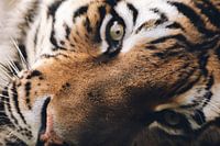 Tiger close-up
