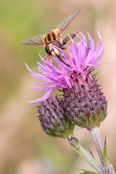 Hoverfly eats nectar from the thistle by Dafne Vos