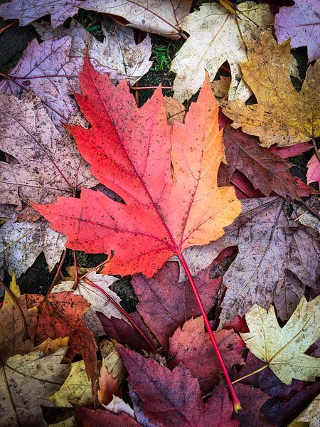 Herbstliche Leidenschaft von Nanouk el Gamal - Wijchers (Photonook)