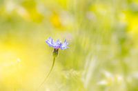 Korenbloem - "Summer 's Here"