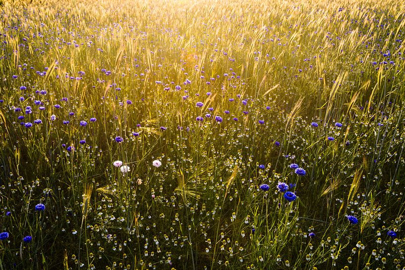 last light of the day over the field by jowan iven