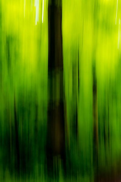 im Wald von Dieter Walther