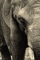 Der Elefant: Alt und weise