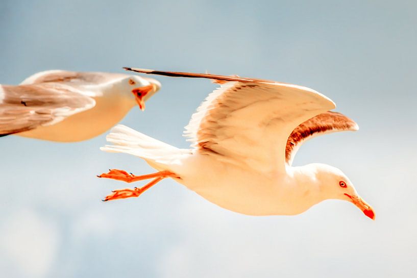 Möwen auf Texel von Liberty Biesma