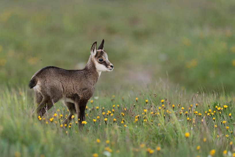 Chamois ( Rupicapra rupicapra ), cute fawn on a flowering alpine meadow by wunderbare Erde