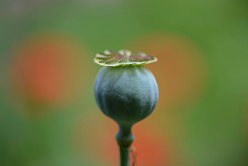 Mohnkugel von Barbara Brolsma
