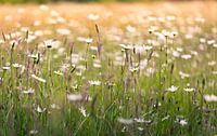 Daisies everywhere in the meadow.
