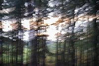 Wald in Bewegung