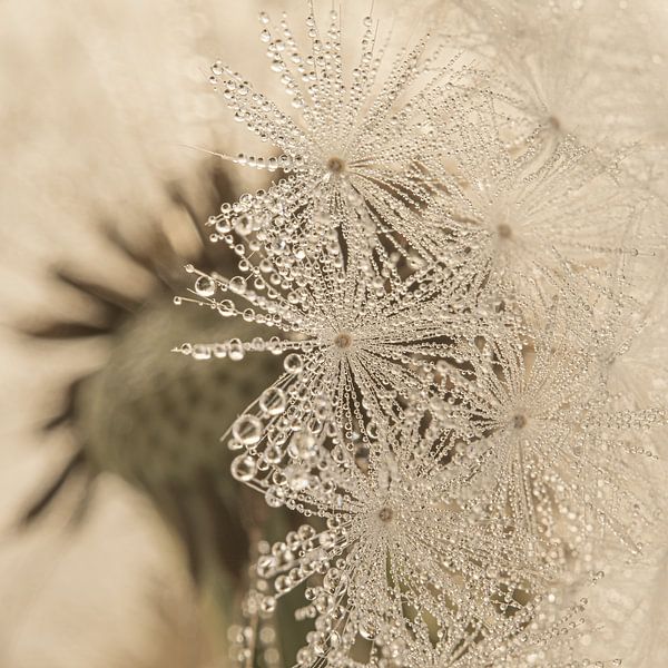 Landesweit: Fluff mit winzigen Wassertröpfchen für den Fluffball von Marjolijn van den Berg