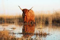 Schotse hooglander staat in het water