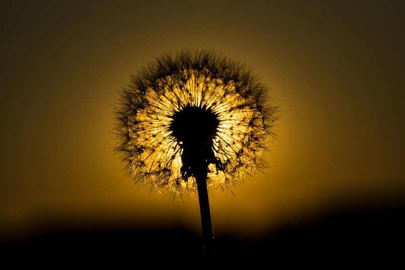 Dandelion silhouette by Joost Potma