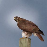 Bussard, Raubvogel auf Stange