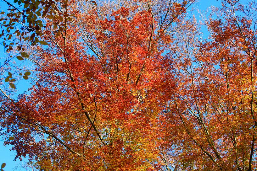 Magnificent beech by Thomas Jäger
