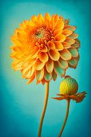 Fleur et bouton de Dahlia d'été