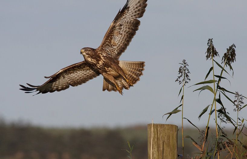 Gliding von Anne Dijkhoff