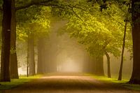 Mistige zonsopkomst in Apeldoorn