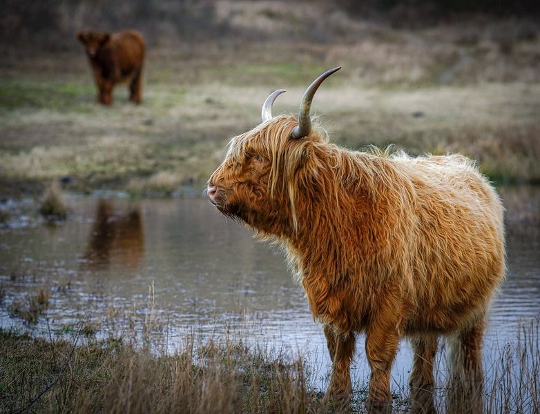 Scottish Highlander by Dirk van Egmond
