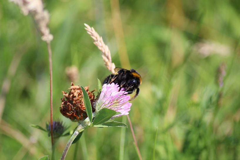 Bumblebee on clover by Shirley Douwstra