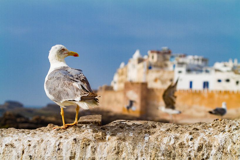 Gull on city wall in fishing village Essaouira by Easycopters
