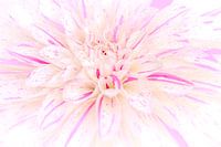 Fleur de dahlia blanc et lilas en duo, puissante mais apaisante