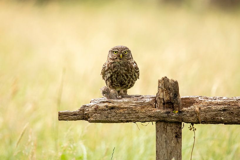 Tawny owl, Athens noctua. bird of prey by Gert Hilbink