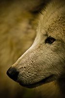 Close-up wolf