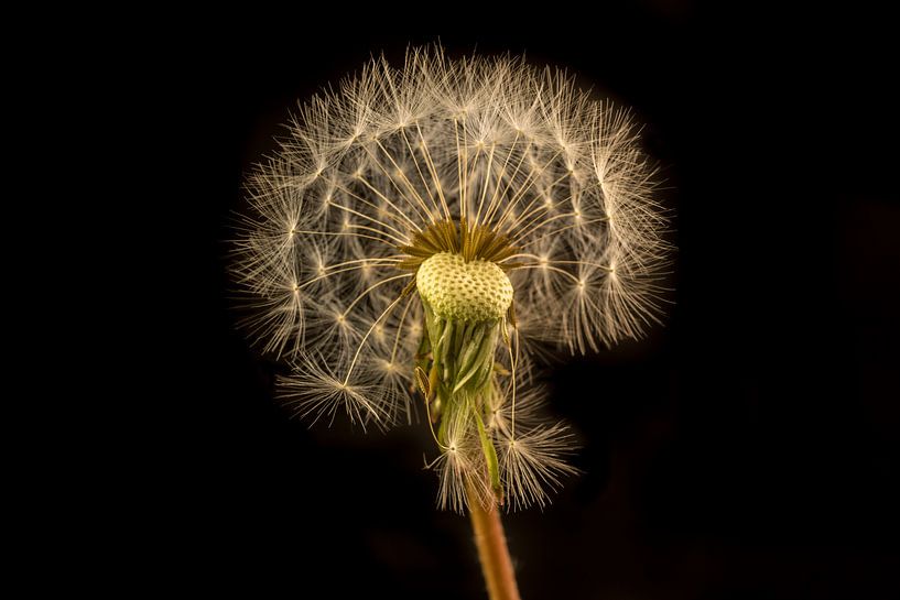 Löwenzahn  von Toon van den Einde