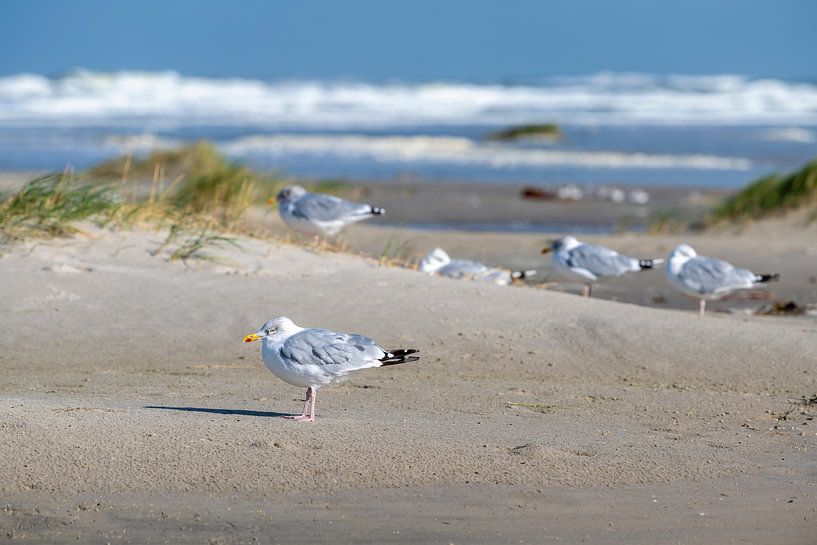 Meeuwen charadriiformes op het Noordzeestrand van het waddeneiland Terschelling in het noorden van N van Tonko Oosterink