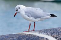 Meeuw op een muurtje