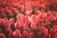 Red tulips in soft evening light
