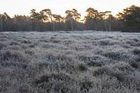 Heidekraut mit Raureif im Maashorst in der Morgensonne.