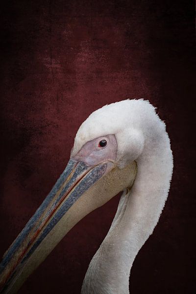Royal Tin Pelican against Deep Bordeaux red by Femke Ketelaar