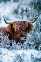 Schottischer Highlander im Schnee | Winterlicher Heide