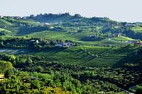 Vignes dans le Piémont