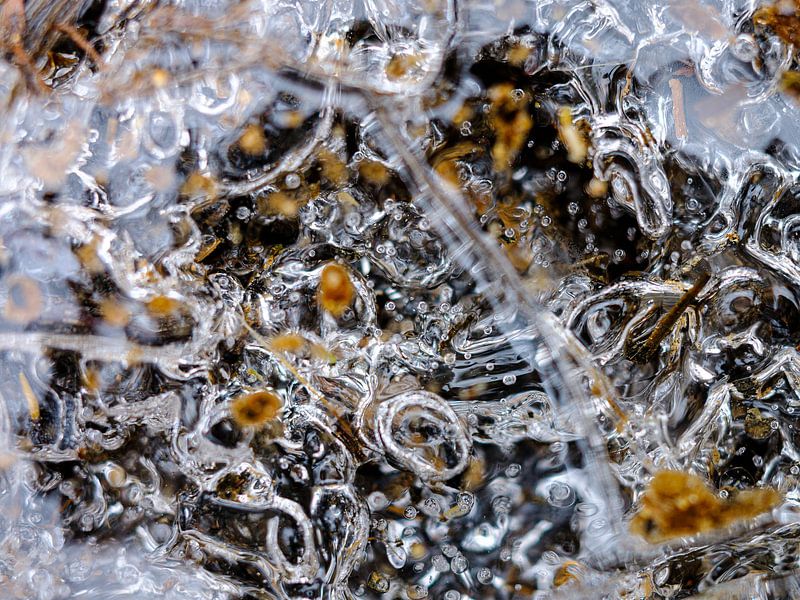 Macro photographie à la rivière La Hoëgne, Hautes Fagnes par Eddy Westdijk