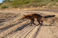 Renard traversant le sable