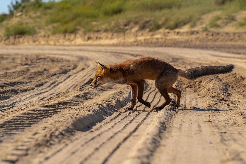 Renard traversant le sable par Joeri Imbos