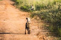 Hyena / African landscape / Nature photography / Uganda