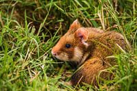 Wheat wolf in the meadow