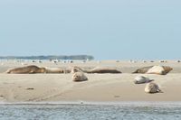 zeehonden met meeuwen