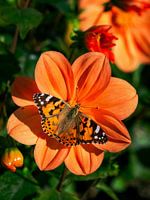 Dahlia Orange Butterfly