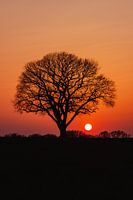 Einsamer Baum bei Sonnenuntergang