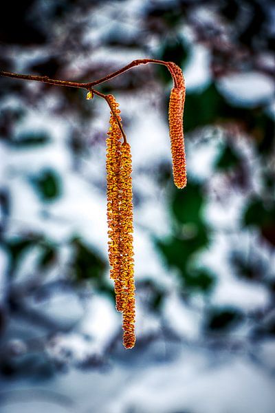 Surrealistische Natuur in de Veluwe by Liberty Biesma