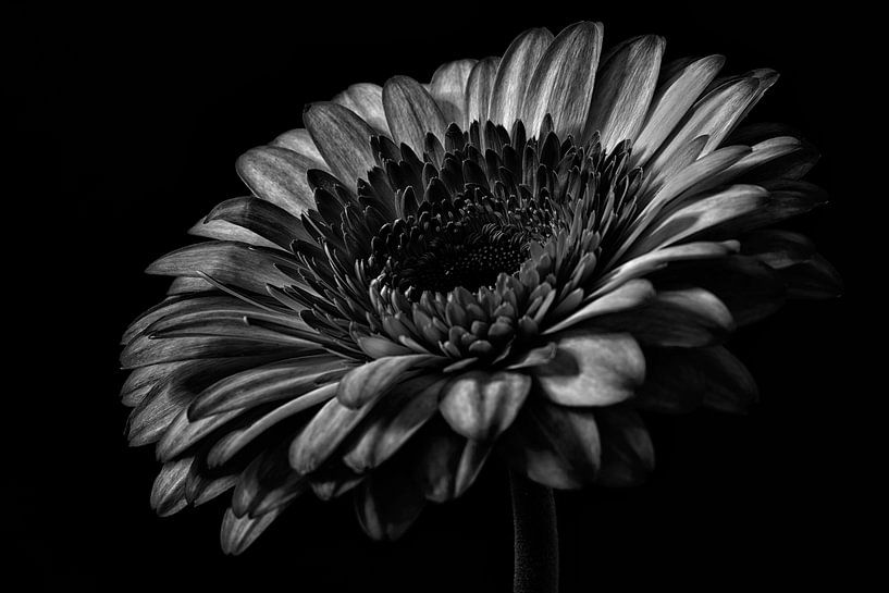 Gerbera schwarz und weiß Stillleben von Steven Dijkshoorn