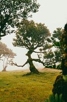 Willkommen in Mittelerde | Fanal | Madeira