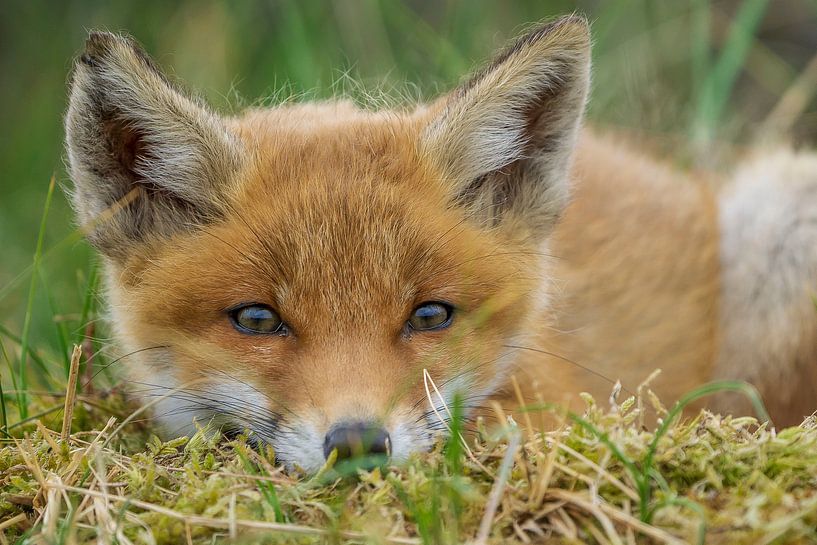Junger Fuchs von Rando Kromkamp Natuurfotograaf
