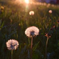 Löwenzahn in der Sonne