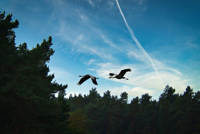 Des grues survolent une forêt par Martin Köbsch