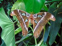 Atlasvlinder (Attacus atlas) Tropische vlinders, Collectie 2018